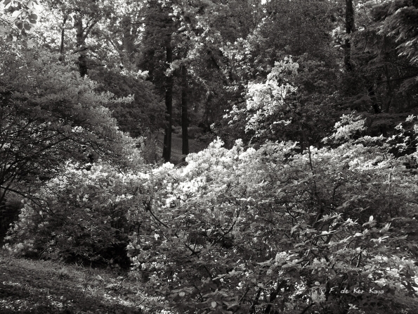 Bois des Moutiers (49) Juin 2012